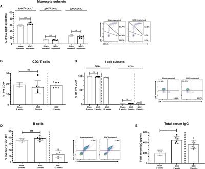 Chondrogenically Primed Human Mesenchymal Stem Cells Persist and Undergo Early Stages of Endochondral Ossification in an Immunocompetent Xenogeneic Model